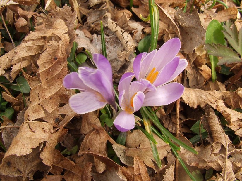 018 crocus